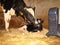 The mother cow licks the newborn calf to clean it. The first moments of birth