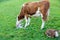 Mother cow with new born calf hours after giving birth on green