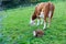 Mother cow with new born calf hours after giving birth on green