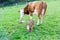 Mother cow with new born calf hours after giving birth on green