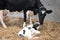 Mother cow and newborn black and white calf in straw inside barn of dutch farm