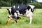 Mother cow with newborn calf on pasture