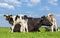 Mother cow with newborn calves in green meadow