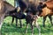 A mother cow sniffs her new born baby as it wobbles on its feet