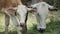 Mother cow and young calf eating fresh grass, Thai cows in the country of southern Thailand.