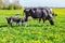 Mother cows with newborn calves in spring meadow