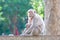 Mother Crab-eating macaque feeding her baby on concrete fence in