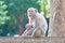 Mother Crab-eating macaque feeding her baby on concrete fence in