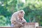 Mother Crab-eating macaque feeding her baby and sleeping on conc