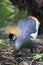 A mother Crowned Crane is guarding her eggs.