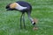 A mother Crowned Crane is looking after her young.