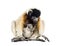 Mother Crowned Sifaka and her two months old baby sitting