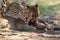 Mother and cub Acynonix jubatus at prey. Cheetahs feed on the hunted springbock