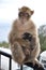 Mother and cub apes of Barbary macaques family living at Gibraltar