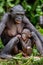 Mother and Cub of Bonobo in natural habitat. Close up Portrait. Green natural background. The Bonobo Pan paniscus