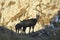 Mother and cub chamois in the mountains