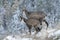 Mother and cub chamois in the snow, Rupicapra rupicapra, Chartreuse, France