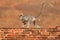 Mother and cub running. Wildlife of Sri Lanka. Common Langur, Semnopithecus entellus, monkey on the orange brick building, nature