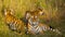 Mother and cub wild Bengal tiger in the grass. India. Bandhavgarh National Park. Madhya Pradesh.