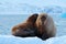 Mother with cub. Young walrus with female. Winter Arctic landscape with big animal. Family on cold ice. Walrus, Odobenus rosmarus,