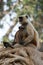 Mother cuddling baby langur