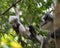 Mother and cute kid Thomas langurs play on a branch and looks am