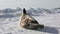 Mother Cute Newborn Seal Pup On Ice fields.