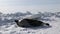 Mother cute newborn seal pup on ice fields.