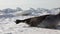 Mother cute newborn seal pup on ice fields.