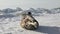 Mother cute newborn seal pup on ice fields.