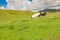 Mother and daughter cows seen relaxing on a hill in the picturesque North Yorkshire Dales in mid summer.