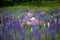Mother & Daughter in Field of Lupine Flowers