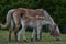 Mother and daughter horses caressing and eating