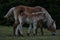 Mother and daughter horses caressing and eating