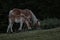 Mother and daughter horses caressing and eating