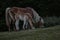 Mother and daughter horses caressing and eating