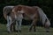 Mother and daughter horses caressing and eating