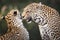 Mother and daughter leopard having interaction