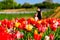 Mother and daughter pick flowers in the sunshine