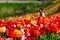 Mother and daughter pick flowers in the sunshine