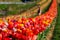 Mother and daughter pick flowers in the sunshine