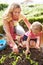 Mother And Daughter Planting Seedlings On Allotment