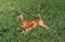 Mother Deer and baby run and leap through grass farm field in early morning