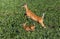 Mother Deer and baby run and leap through grass farm field in early morning