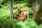 Mother Deer and Fawn in Forest, Shiretoko
