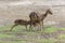 Mother deer feeding baby deers