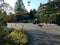 A mother deer and her fawns walking across a residential street with people watching in Brentwood Bay, Vancouver Island, Canada.