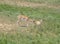 Mother doe and baby fawn in a pasture