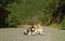 Mother Dog and Her Cute Puppy Sunbathing on the Empty Caucasus Mountain Road