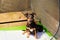 Mother dog with litter of newborn jack russell terrier puppies in a whelping box with a warming lamp